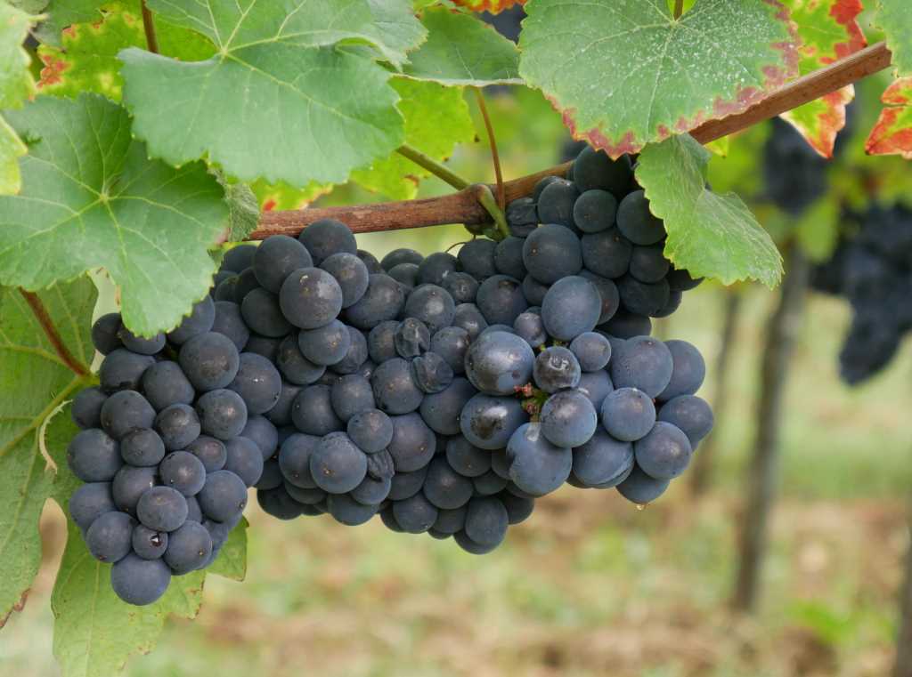 Pinot Noir am Zotzenberg in Mittelbergheim im Elsass
